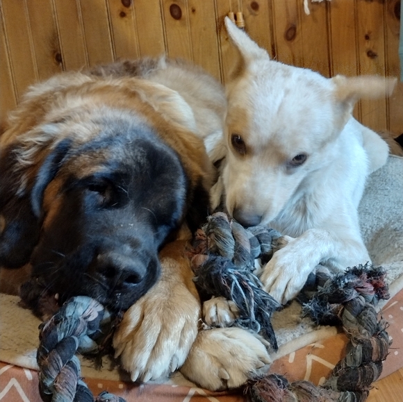 Meet your Posher, ShaRee - Picture 4 of 5